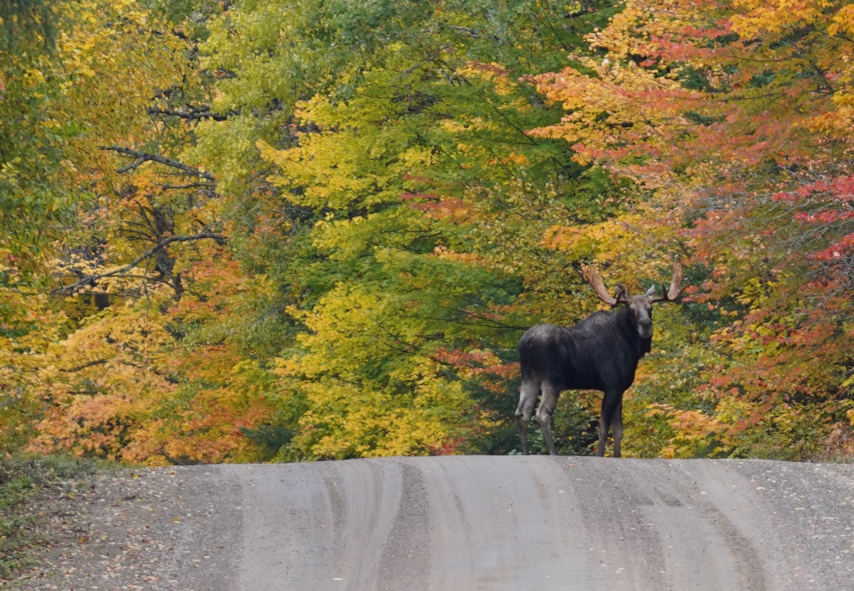 MLP_09.1 Action Plan